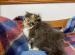 CFA reigstered purebred Persian kitten - Persian Cat For Sale - Fleetwood, PA, US