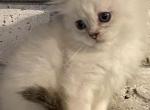 Ragamuffin male - Ragamuffin Cat For Sale - Salem, OR, US