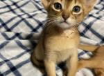 Casey - Abyssinian Cat For Sale - Brooklyn, NY, US
