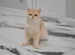 Boy blue golden chinchilla - British Shorthair Cat For Sale - NY, US