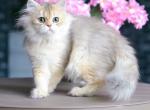 Girl Blue goldenchinchilla - British Shorthair Cat For Sale - NY, US