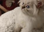 Loving CFA Registered Blue Point Himalayan - Himalayan Cat For Sale - Perry, FL, US