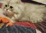 Playful Registered Silver Shaded Persian - Persian Cat For Sale - Perry, FL, US