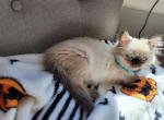 lola - Himalayan Cat For Sale - Mount Prospect, IL, US