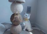 Silver British - British Shorthair Cat For Sale - Fairfax, VA, US