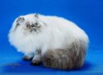 Tiramisu - Himalayan Cat For Adoption - Satellite Beach, FL, US