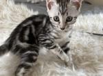 Stunning F6 Savannah Black White Marled - Savannah Cat For Sale - 