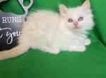 Flame Bicolor Female Ragdoll - Ragdoll Cat For Sale - Rising Sun, MD, US