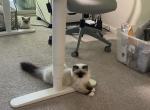 Baby boy - Ragdoll Cat For Sale - State College, PA, US