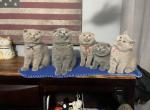 British short & Scottish Fold Daisy Mama - Scottish Fold Cat For Sale - Philadelphia, PA, US