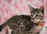 F6 Black Nose Savannah Girl - Savannah Cat For Sale - Lakeland, FL, US