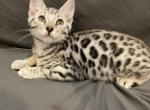 Silver boy 2 - Bengal Cat For Sale - WA, US