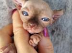 Sphynx Elf Girl Bella - Sphynx Cat For Sale - Lockport, IL, US