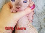 ELF Girl Laura - Sphynx Cat For Sale - Lockport, IL, US