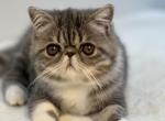 Lily - Exotic Cat For Sale - Vancouver, WA, US