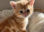 Adorable Orange Scottish Straight - Scottish Straight Cat For Sale - Los Angeles, CA, US