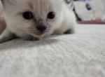 Siamese Ragdoll Kitten - Ragdoll Cat For Sale - Eau Claire, WI, US