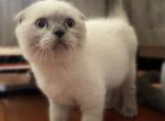 Miss Fancy pants - Scottish Fold Cat For Sale - Huntington, NY, US