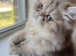 Candy - Persian Cat For Sale - Fort Worth, TX, US