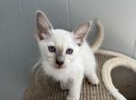 Nicky - Balinese Cat For Sale - Philadelphia, PA, US