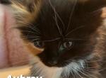 Aubrey - Maine Coon Cat For Sale - Manchester Township, NJ, US