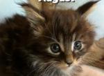 August - Maine Coon Cat For Sale - Manchester Township, NJ, US