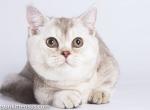 Pamkin munchkin silver chinchilla with short legs - Munchkin Cat For Sale - CA, US