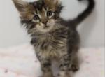 Maggie - Maine Coon Cat For Sale - NY, US