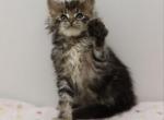 Mickey - Maine Coon Cat For Sale - NY, US