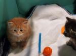 Boots - Siberian Cat For Sale - Clintwood, VA, US