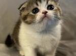 Scottish Fold Shorthair Gold brown & White Female - Scottish Fold Cat For Sale - Boynton Beach, FL, US