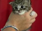 Creedence - Siberian Cat For Sale - Clintwood, VA, US