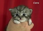 Cora - Siberian Cat For Sale - Clintwood, VA, US