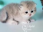 Blue golden shaded - British Shorthair Kitten For Sale - Regina, Saskatchewan, CA