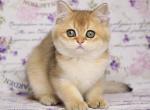 Beatta - British Shorthair Cat For Sale - Hollywood, FL, US