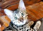 Dusty Silver Snow Rosetted - Bengal Cat For Sale - Bradner, OH, US