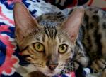 Woddle Brown Rosetted - Bengal Cat For Sale - Bradner, OH, US