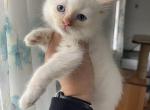 Flame male - Ragdoll Cat For Sale - Butler, PA, US