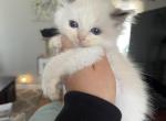 Seal bi color female - Ragdoll Cat For Sale - Butler, PA, US