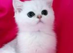 Fanya british girl silver shaded - British Shorthair Cat For Sale - CA, US