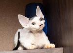 Bella DVR - Devon Rex Cat For Sale - Brooklyn, NY, US