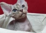 Jalapeño DVR - Devon Rex Cat For Sale - Brooklyn, NY, US