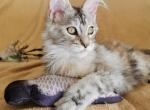 Elsa Silent Wave - Maine Coon Cat For Sale - Brooklyn, NY, US