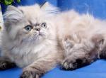 Bebi PER - Persian Cat For Sale - Brooklyn, NY, US