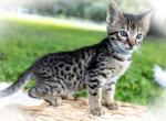 Bold Spotted Boy - Savannah Cat For Sale - Lakeland, FL, US