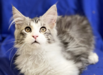 Optimus - Maine Coon Cat For Sale - Miami, FL, US