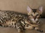 Selly - Bengal Cat For Sale - Miami, FL, US