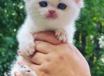 Amur - British Shorthair Cat For Sale - Greenville, SC, US