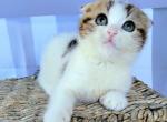 Bunny - Scottish Fold Cat For Sale - New York, NY, US