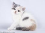 British shorthair tricolor blue calico baby girls - British Shorthair Cat For Sale - CA, US